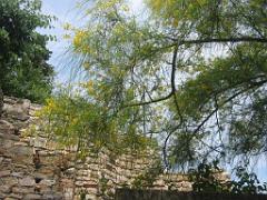 183 HYERES ET SES PALMIERS D02_000036